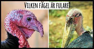Vi kan berätta för dig hur ärlig du är baserat på de djur du tycker är fulast 