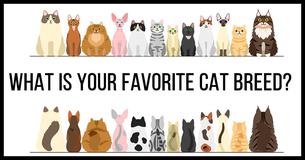 What Is The Absolute Perfect Cat Breed For You?