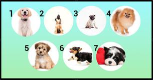 Pick A Puppy And We'll Reveal What Kind Of Woman You Are 