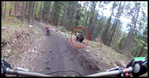 Scary Helmet-Cam Video Of A Bear Charging A Mountain Biker Is Going Viral