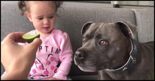 A Dog And Baby Taste Lime For The First Time. Their Reactions Are So Alike And Hilarious