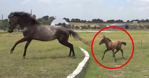 Deze kleine baby kan die GROTE sprong niet maken, maar kijk wat mama doet  (Video)