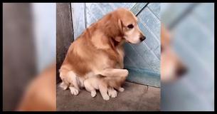 Dog Shields Its Puppy From The Horrors Of The Modern World