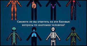 А вы можете ответить на вопросы по базовой анатомии человека?