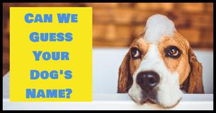 Can We Guess Your Dog's Name In 12 Questions?
