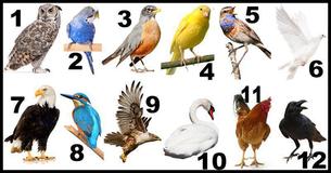 ¡Mira lo que el pájaro de tu mes del nacimiento revela sobre tu personalidad 