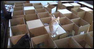 These Cats Had The Best Day When Their Owner Made A Cardboard Box Maze 