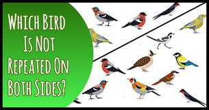 Which Bird Is Not Repeated On Both Sides? Only 25% Of People Could Find It Within 10 Seconds 