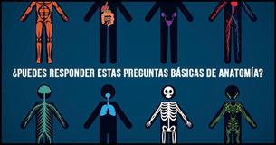 ¿Puedes responder estas preguntas básicas sobre anatomía humana?