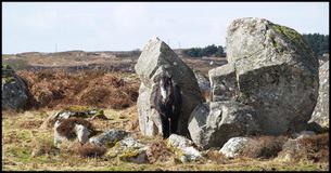 Find The Horse And Friends: Camouflage Critters 2 