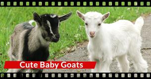 Footage Of Baby Goat Has The Internet Rolling On The Floor With Laughter