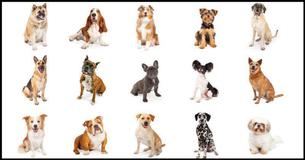 ¿Qué perro eres?