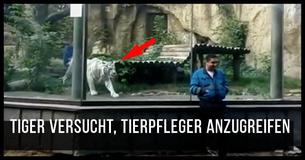  Weißer Tiger pirscht sich an und jagt ahnungslosen Zoowärter 