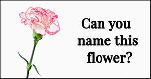Only 3% Of Women Can Name The 20 Most Common Flowers Just By Looking At Them