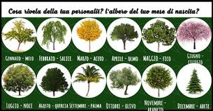 Cosa rivela sulla tua personalità l'albero del tuo mese di nascita?