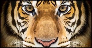 Which Wild Animal is Your Soulmate?