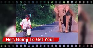 Man Bikes Away From Sprinting Elephant, Realizes What’s Happening When Elephant Beckons To Woods