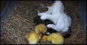Cat Approaches Stranded, Starving Ducklings. The Same Cat Returns 6 Days Later, And We Watch A Miracle Happen 