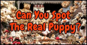 Can You Spot The Real Puppy In Less Than 5 Seconds?