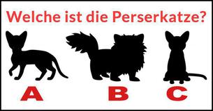 Erkennen Sie die Katzenrasse am Scherenschnitt?