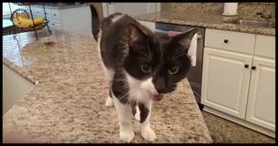 People Are Losing Their Minds Over This Adorable Kitty Which Has The Deepest Voice Ever  Just Listen To Him Meow 
