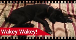 Dog Woken Up At 3:30am– His Hilarious Reaction Has Internet Folding With Laughter