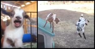Baby Goat Jumps All Over The Place, And This Video Of Him Is Proof Of How Adorable He Is