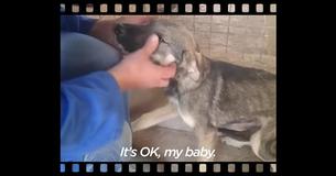 Every Time This Pooch Gets Touched He Cries Except For 1 Woman