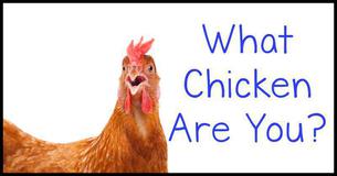 What Chicken Are You?