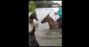 Knight In Shining Armour of Cowboys  Cowboy Rescues Trapped Horse As Water Rises FAST 
