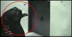 You Have Pigeons To Thank For Your Touch Screen  Sounds Crazy? Watch This Video