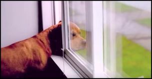 God Made A Dog