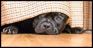 4 Reasons Why Your Dog Follows You