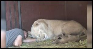 A Lioness Allows This Man To Stay With Her And Her Newborn Cubs