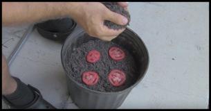 The Simplest Way For Growing Tomato Seedlings