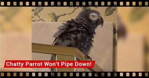 Chatty Parrot And His Owner Have An Entertaining Conversation