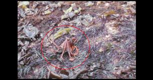 Watch An Octopus Walk On Land
