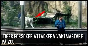  Vit tiger förföljer och jagar intet ont anande  djurparksvaktmästare 