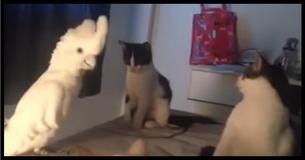 Bird Opens Its Mouth, Cats Have Priceless Reaction When They Realize It Sounds Like Them