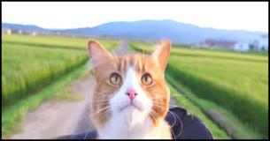 Man Trained His Cats Like a Pro - Must Watch 