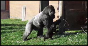  Rowdy Baby Gorilla wird von Papa vor Zoo Besucher diszipliniert  