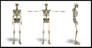Literally Zero People Can Get 10/10 On This Anatomy Test. Prove Us Wrong?