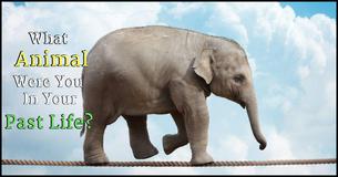 What Animal Were You In Your Past Life?
