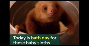 Today Is Bath Time For These Baby Sloths