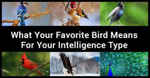 What Your Favorite Bird Means For Your Intelligence Type