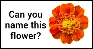 Only 3% Of Women Can Name The 20 Most Common Flowers Just By Looking At Them