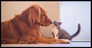 ¡Podemos adivinar si te gustan más los gatos o los perros con sólo 9 preguntas rápidas 