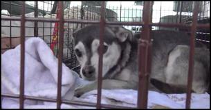 For 2 Years This Dog Evaded Capture But What He Did After He Was Caught Brought Tears To His Rescuer's Eyes