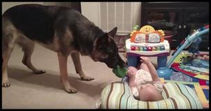 Four-Legged Baby-Sitter: This German Shepherd Tries Everything To Entertain The Baby
