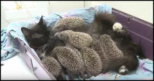 Cat Becomes New Mama to 8 Unlikely Orphaned Babies 